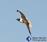 Gulf Gull Glide
(say that 3 times real fast) - Gallery 1  Birds
