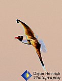 Gulf Gull Glide  - Gallery 1  Birds