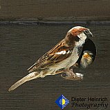 Bird house family - Gallery 1  Birds