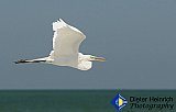 Delight of an Egret Flight - Gallery 1  Birds