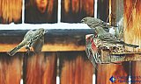 Just look at those two Love Birds - Gallery 1  Birds