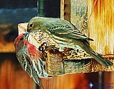 Love Birds Kissing - Gallery 1  Birds
