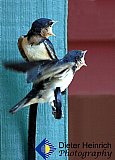 Feathered Duet - Gallery 1  Birds