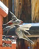 Quick Snack
 - Gallery 1  Birds