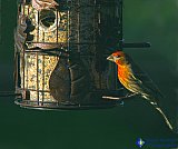 Early evening at the feeder - Gallery 1  Birds
