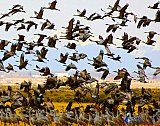 Together we migrate over high Colorado - Gallery 1  Birds