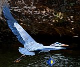 Blue Heron River Flight  - Gallery 1  Birds