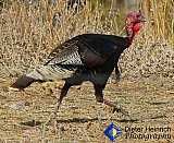 Turkey Trot - Gallery 1  Birds