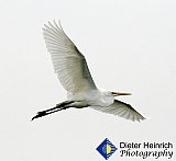 Egret in Flight over Mississippi River - Gallery 1  Birds