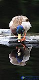 Talk to the Duck - Gallery 1  Birds