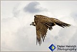 Falcon Hunt - Gallery 1  Birds