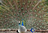 The Charmer and the Charmed - Gallery 1  Birds