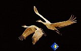 On the Wings of Poetry - Gallery 1  Birds