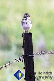Along the Bike trail - Gallery 1  Birds