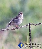 Singing along the Bike trail - Gallery 1  Birds