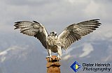 Falcon Rising - Gallery 1  Birds
