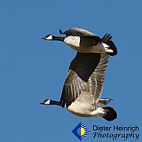 Wings of Light and Shadow - Gallery 1  Birds