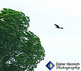 Into the Wind - Gallery 1  Birds