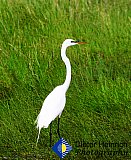 Regal Egret - Gallery 1  Birds