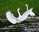 Courting Egrets - Gallery 1  Birds