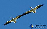 Touching Wings - Gallery 1  Birds