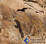 Shadow of the Golden Eagle - Gallery 1  Birds