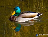 Evening Swim - Gallery 1  Birds