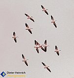 The 'N' formation when flying over Nebraska - Gallery 1  Birds