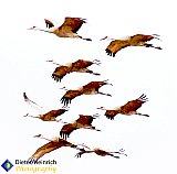 Sandhill Cranes in flight - Gallery 1  Birds