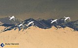 Sandhill cranes over the Rockies - Gallery 1  Birds