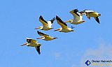 Delightful Mississippi River Flight - Gallery 1  Birds