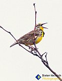 Montana song bird - Gallery 1  Birds