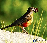 Early bird catches the worm - Gallery 1  Birds