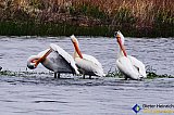 Feathering on the Missouri River in Montana - Gallery 1  Birds