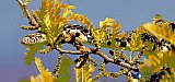 Bull Snake is watching - Gallery 3.1 Wildlife