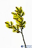Willowing Softly - Gallery 2  Flowers Shrubs Trees
