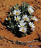 Desert Daisy on Colorado Monument - Gallery 2  Flowers Shrubs Trees