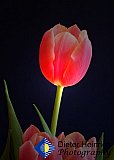 The Softness of Love - Gallery 2  Flowers Shrubs Trees