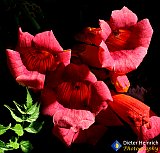 Trumpets - Gallery 2  Flowers Shrubs Trees