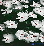 Afloat - Gallery 2  Flowers Shrubs Trees