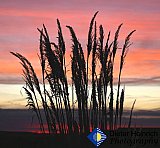 Tall grass in the early Colorado morning sky - Gallery 2  Flowers Shrubs Trees