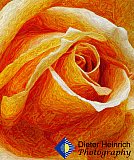 Deep Passion - Gallery 2  Flowers Shrubs Trees