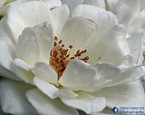White Rose - Gallery 2  Flowers Shrubs Trees