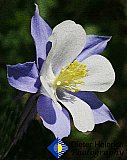 Columbine on a Colorado Morning - Gallery 2  Flowers Shrubs Trees