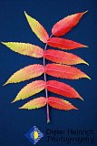 A Leaf of September - Gallery 2  Flowers Shrubs Trees