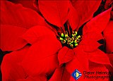 Poinsettia in Bloom - Gallery 2  Flowers Shrubs Trees