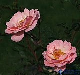 Pink - Gallery 2  Flowers Shrubs Trees