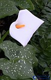 Spotted Leaf - Gallery 2  Flowers Shrubs Trees