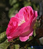 Shining from within - Gallery 2  Flowers Shrubs Trees