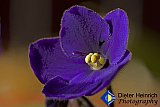 African Violet - Gallery 2  Flowers Shrubs Trees